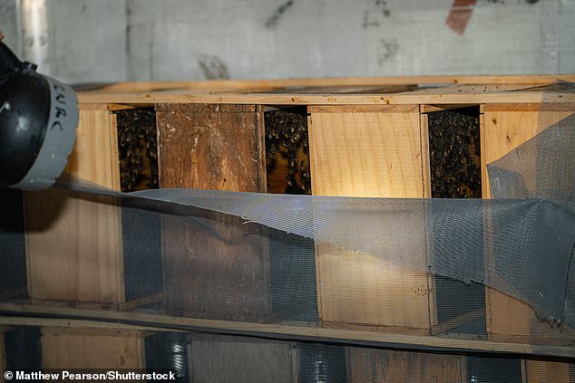 يضيء مصباح يدوي بينما يفحص مربي النحل حالة النحل الذي تقطعت به السبل.  ماتت الغالبية العظمى من النحل في الحر ، ولكن تم إنقاذ عدة آلاف