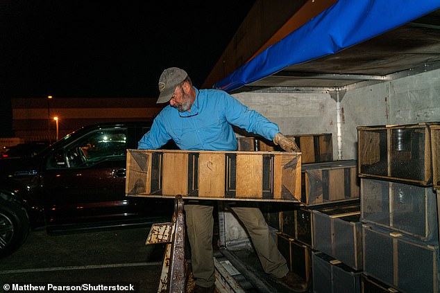 مربي نحل يعمل على تفريغ صندوق شحن من النحل في مطار هارتسفيلد جاكسون بأتلانتا