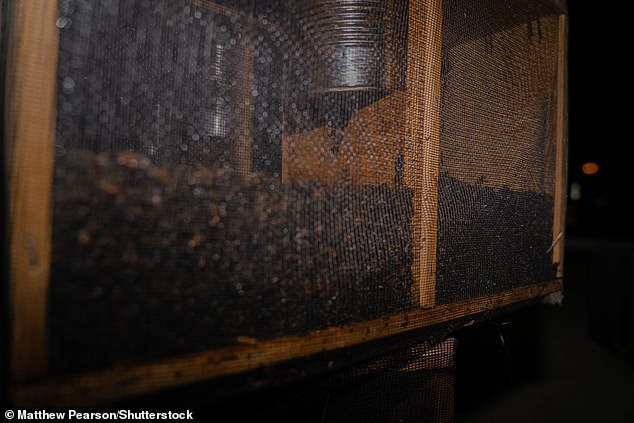 قفص النحل الذي مات من الجوع بعد ترك صندوق شحن في الشمس الحارقة في مطار هارتسفيلد جاكسون بأتلانتا