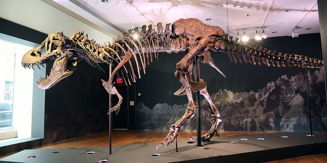 يتم عرض هيكل عظمي أحفوري لديناصور ديناصور ريكس في معرض في دار كريستيز للمزادات في 17 سبتمبر 2020 ، في مدينة نيويورك.  (سبنسر بلات / جيتي إيماجيس)