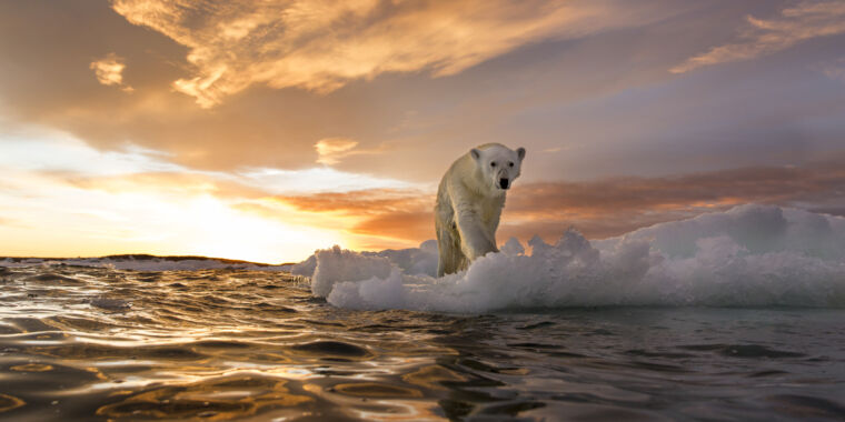 قد توفر أعداد الدببة القطبية غير المتوقعة بعض الأمل لهذه الأنواع