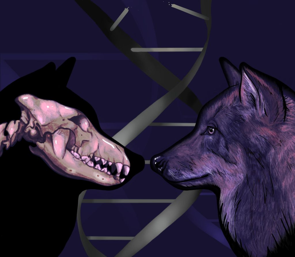 يكشف الحمض النووي للعصر الجليدي الذئب أن الكلاب تتبع أصلًا إلى مجموعتين منفصلتين من الذئاب القديمة
