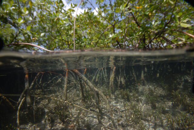 مناظر لمواقع أخذ العينات بين غابات المانغروف في أرخبيل جوادلوب في منطقة البحر الكاريبي الفرنسية ، من أبريل إلى مايو 2022. 