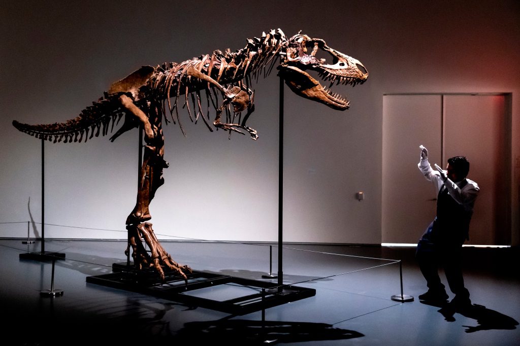 موظف في Sotheby's New York يوضح حجم هيكل عظمي للديناصور Gorgosaurus ، وهو أول ما يُعرض في مزاد.