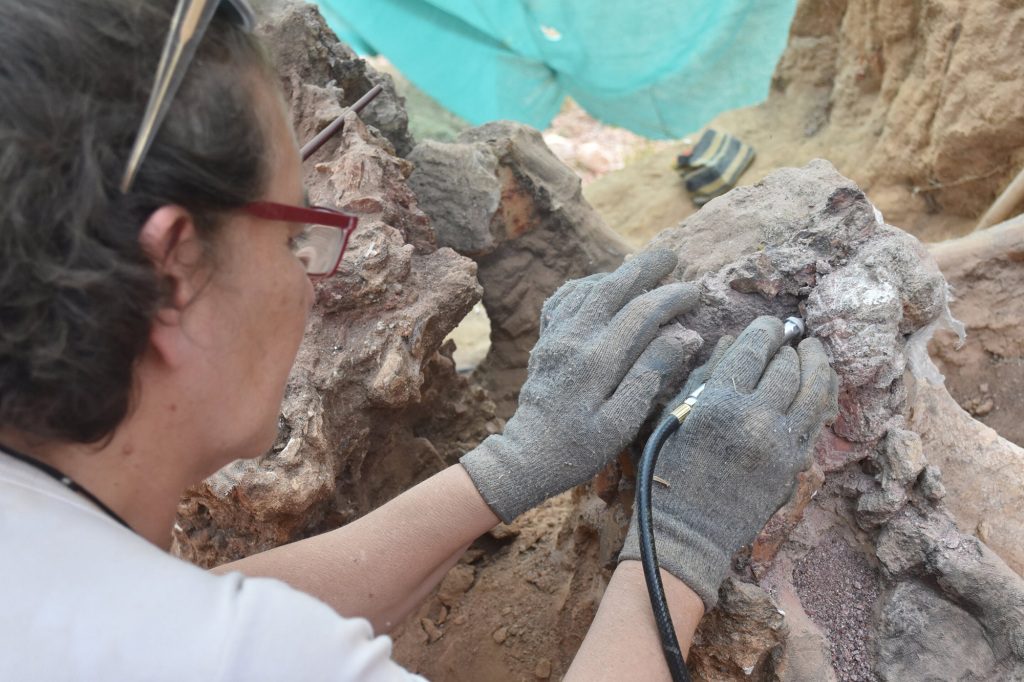 سيقوم الباحثون بحفظ وتوثيق الحفريات ، ومواصلة أعمال الحفر في الموقع العام المقبل. 