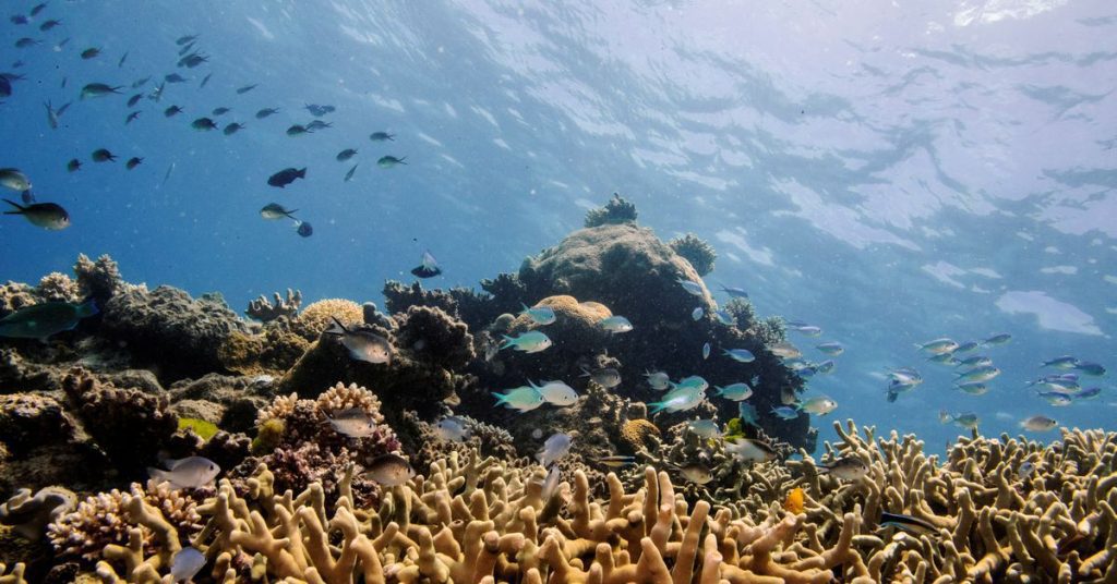 تظهر أجزاء من الحاجز المرجاني العظيم بأستراليا أعلى غطاء مرجاني منذ 36 عامًا