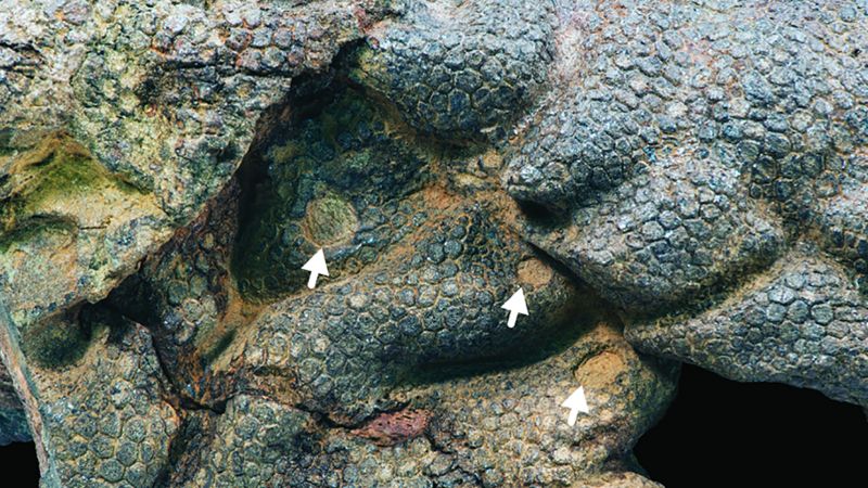 صرير جلد الديناصور المحنط بواسطة التماسيح القديمة