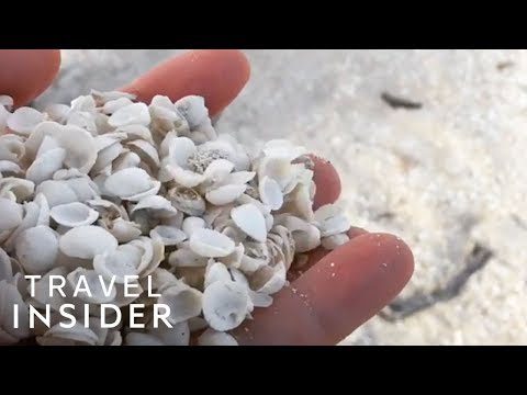 الفيديو الاسترالي الشاطئ مغطى بالكامل بأصداف صغيرة