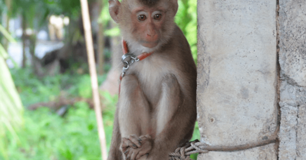 HelloFresh متهم باستخدام حليب جوز الهند الذي تم الحصول عليه من عمل القرود