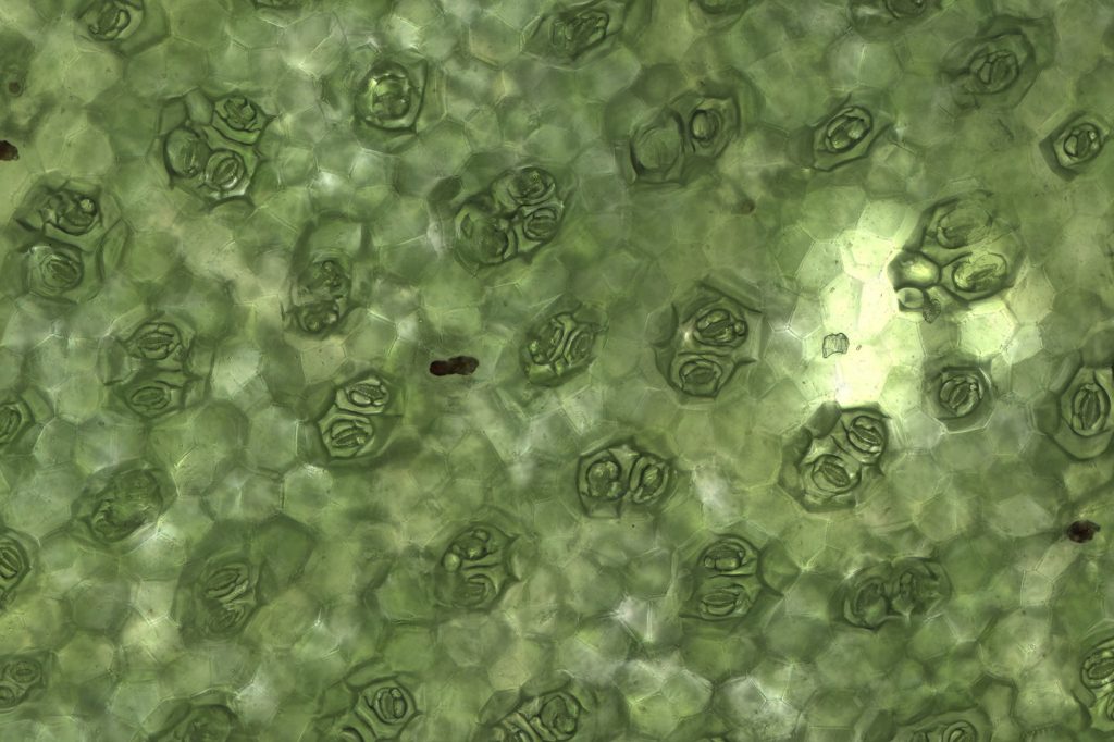 صورة مكبرة للعديد من الثغور النباتية على ورقة نبات Begonia rex Cultorum.  عرض كل فغرة حوالي 80 ميكرون.