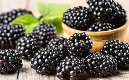 التوت الأسود.. سلاح طبيعى لمحاربة السمنة والسكرى