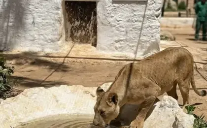 لبؤة تثير الرعب في مدينة جزائرية .. تتجول بحرية بين السكان