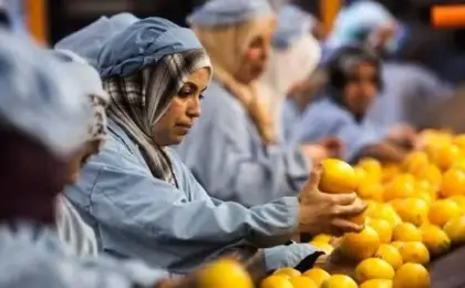 وزير الزراعة: قفزة تاريخية فى الصادرات الزراعية المصرية بزيادة تجاوزت 300%